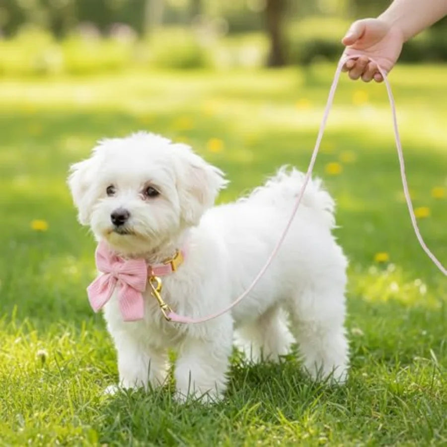 Dog Collar And Leash Set With Bow Tie Adjustable Breathable
