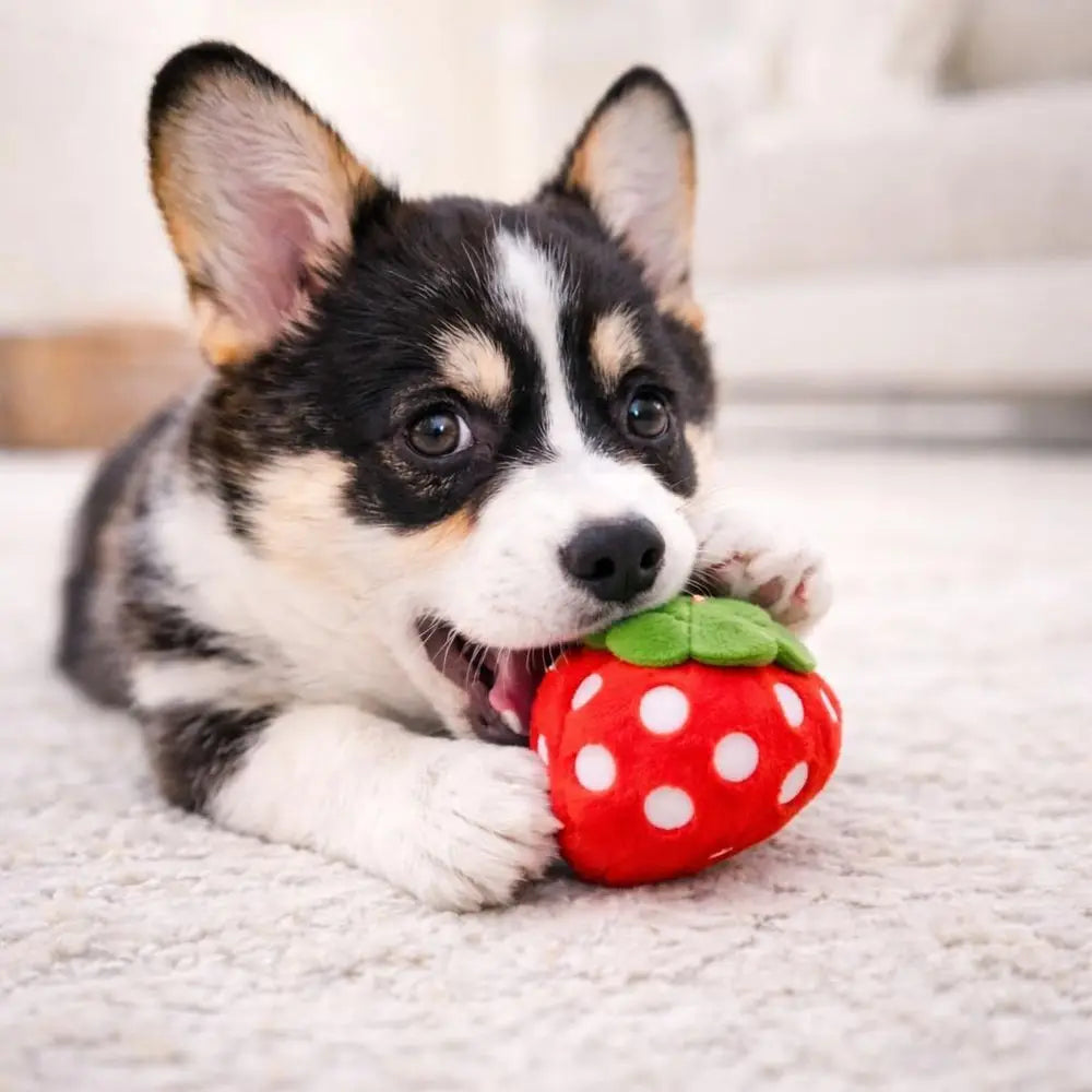Squeaky Plush Dog Toys Pack for Small and Medium Pets