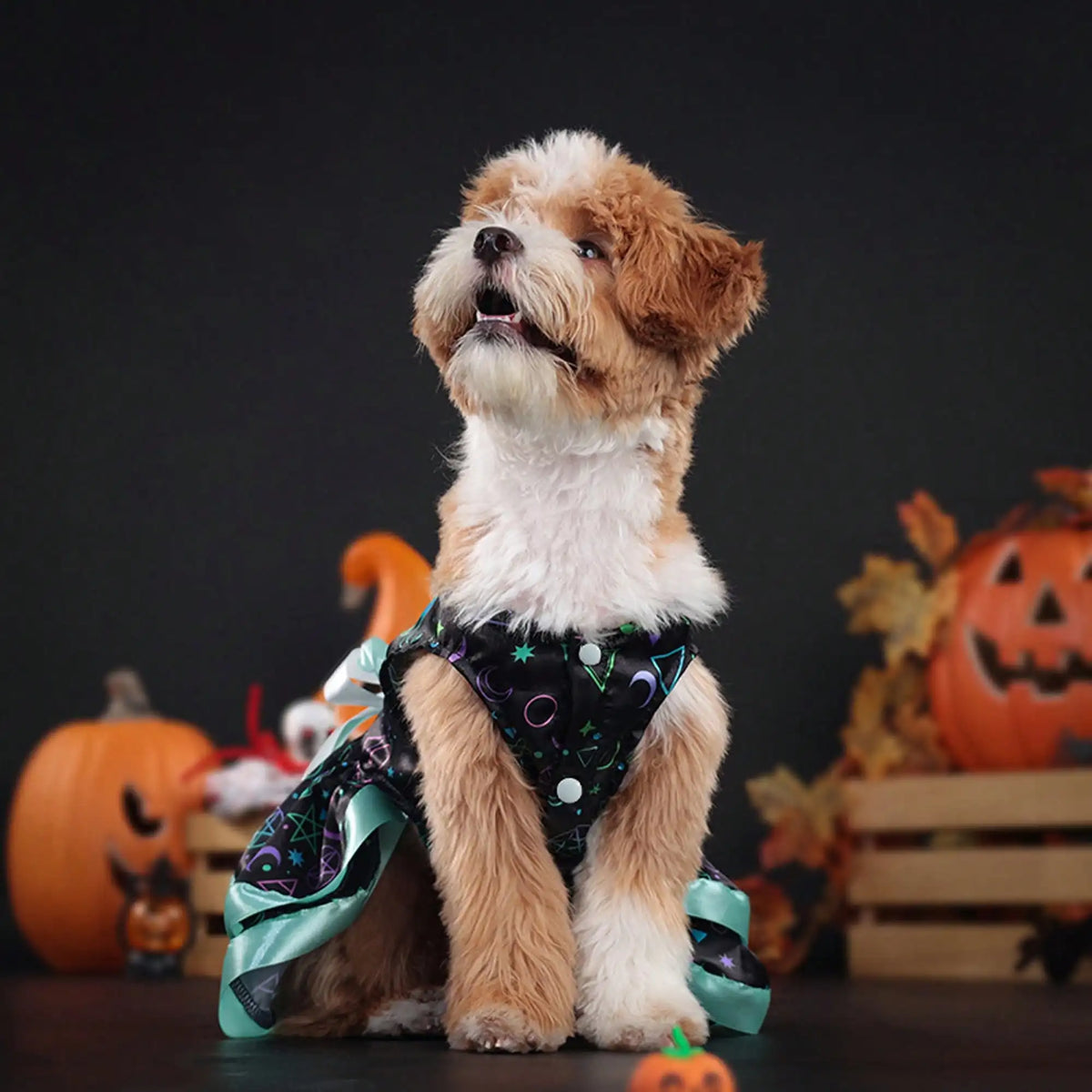 Soft Pumpkin Skull Print Bowknot Dog Halloween Costume