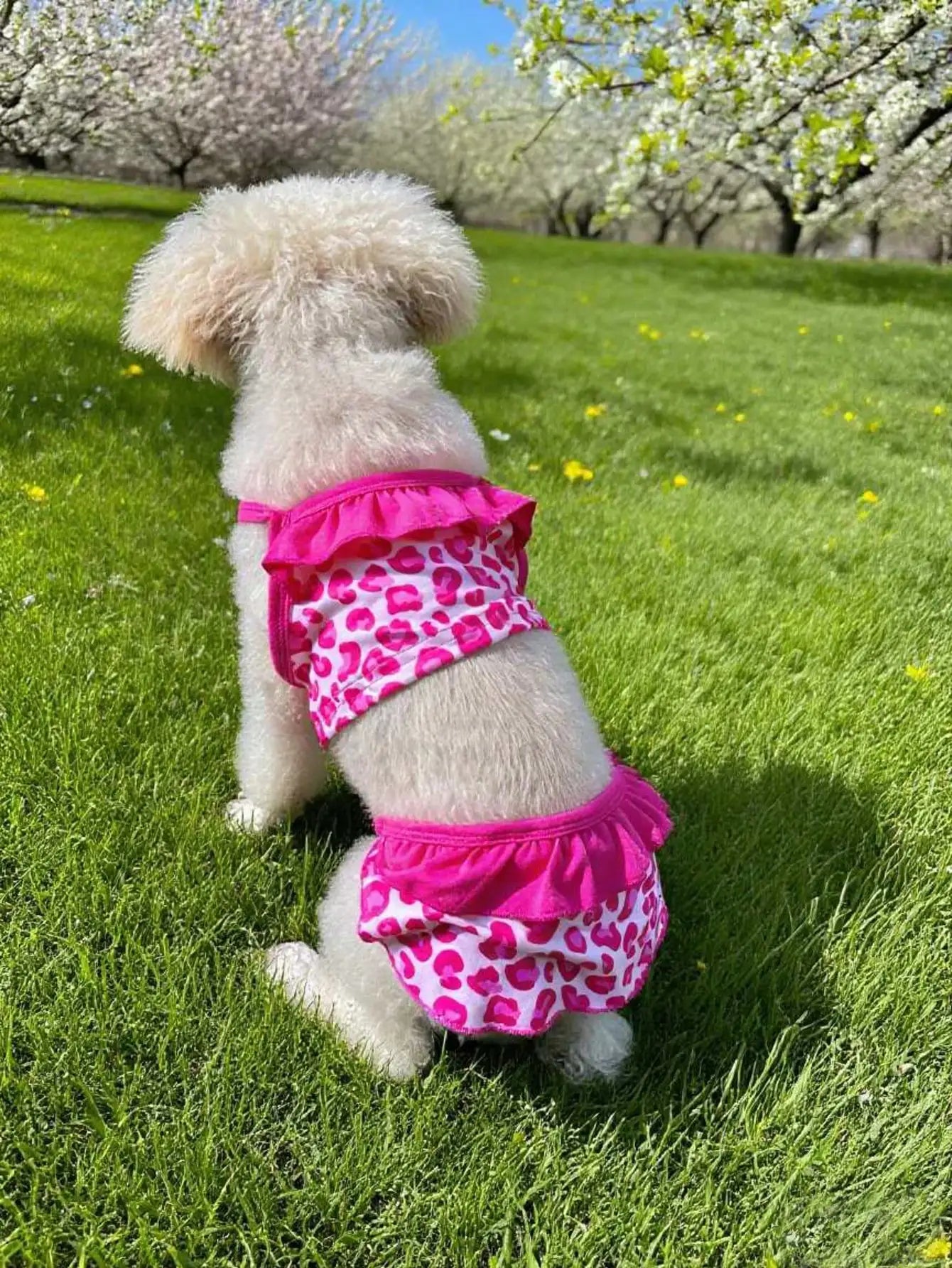 Pet Dog Lace Dress Camisole For Daily Wear And Photoshoots